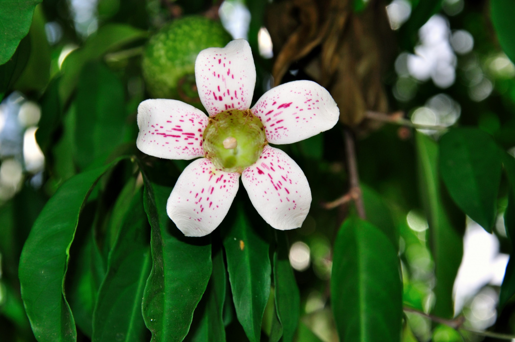 Seychelles exotic plants