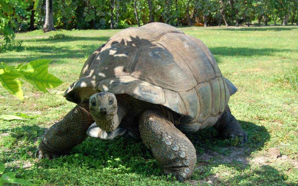 giant tortoise on Silhouette