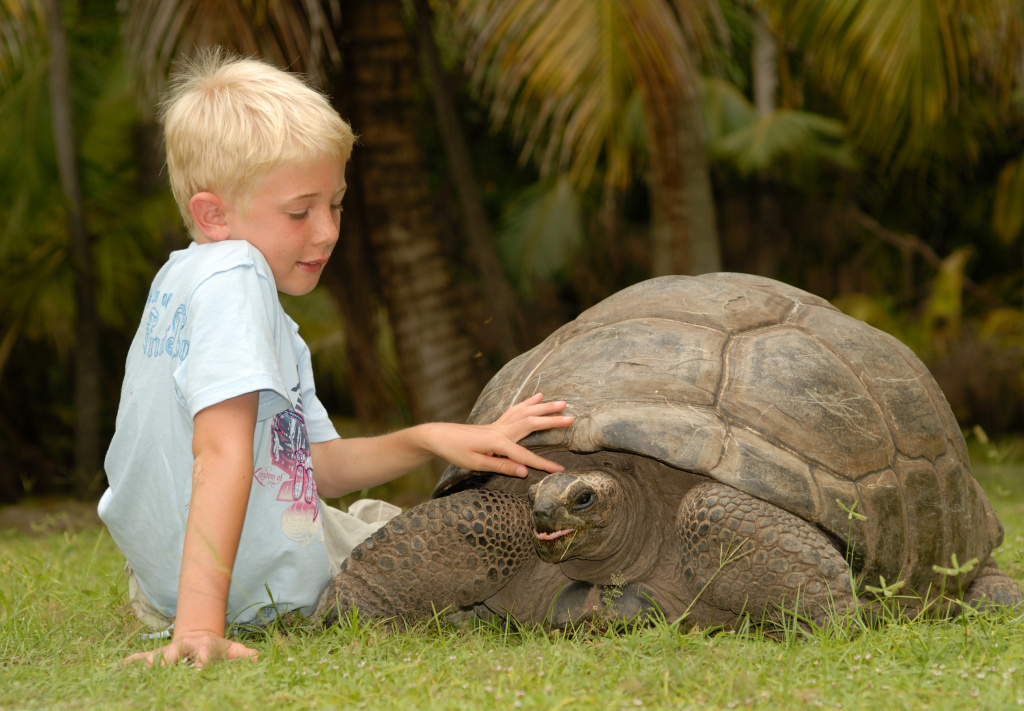 seychelles tortoise.jpg