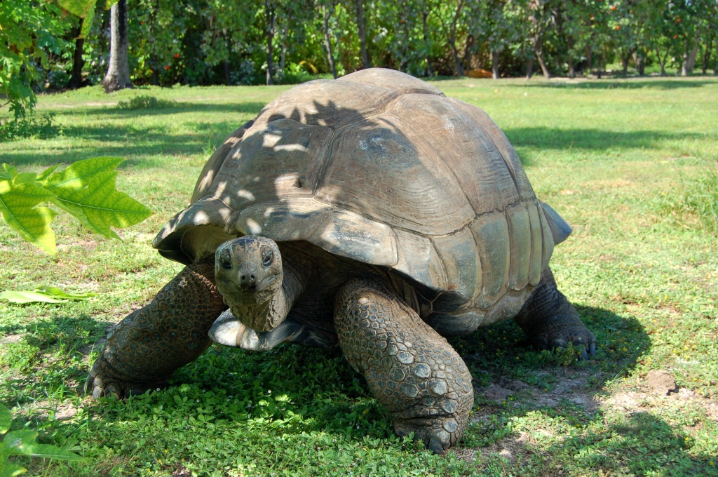 Seychelles tortoise