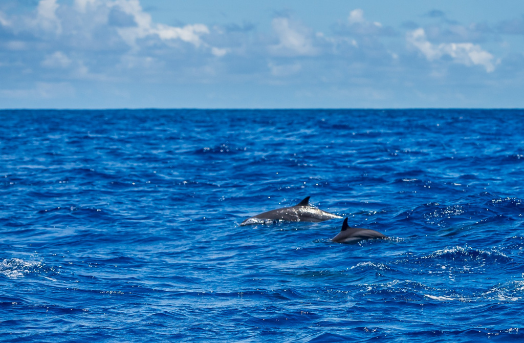 Seychelles dolphins