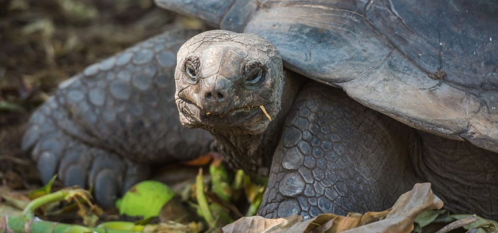 National Botanic Garden. Tortoise.jpg