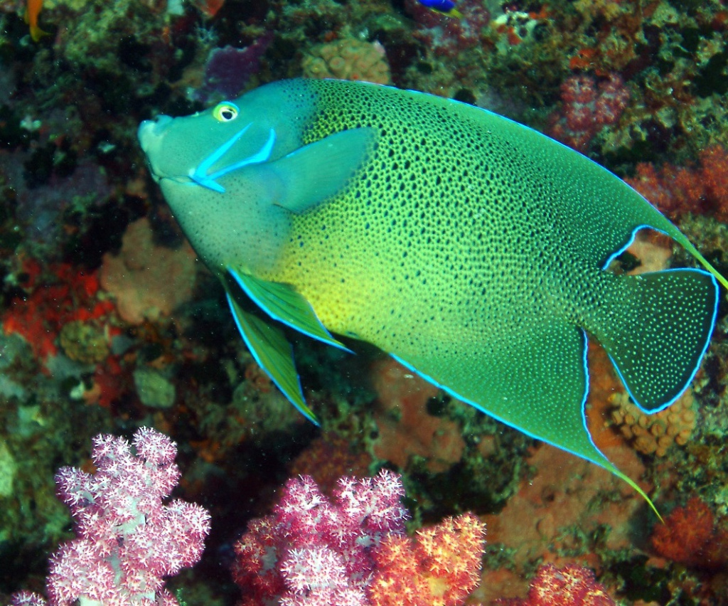 Seychelles diving