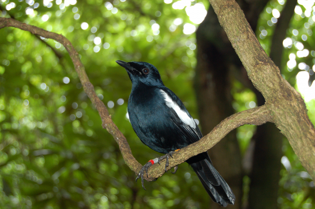 seychelles bird.jpg