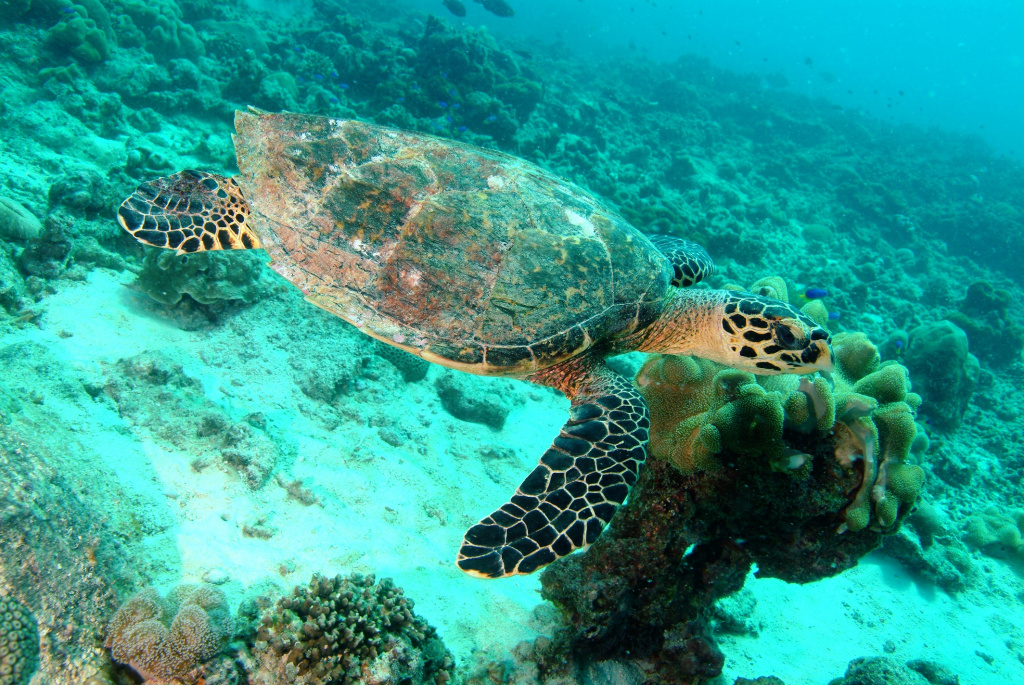 Seychelles diving