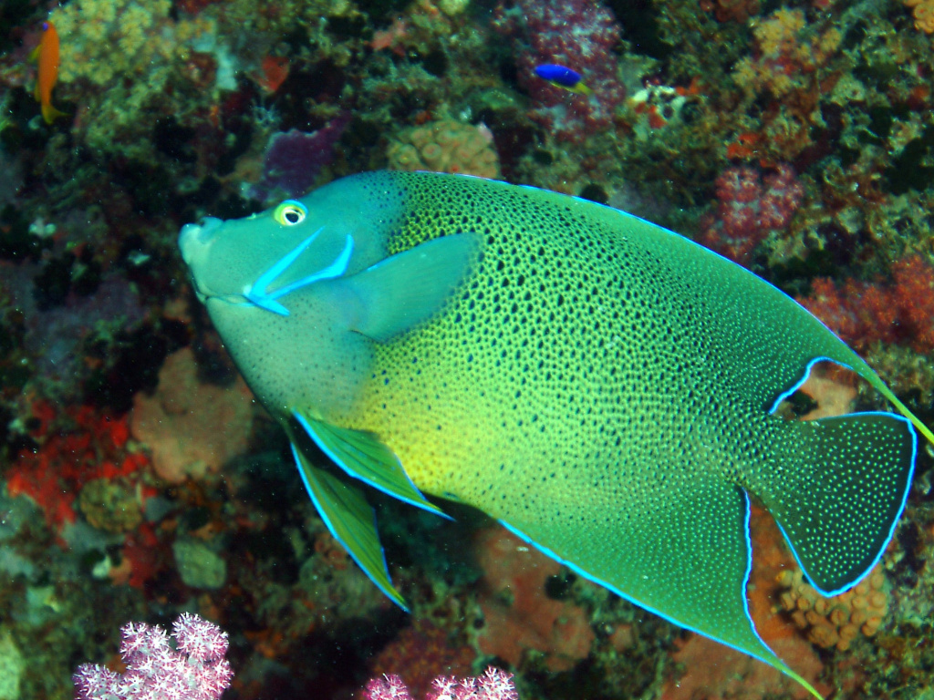 Seychelles fish