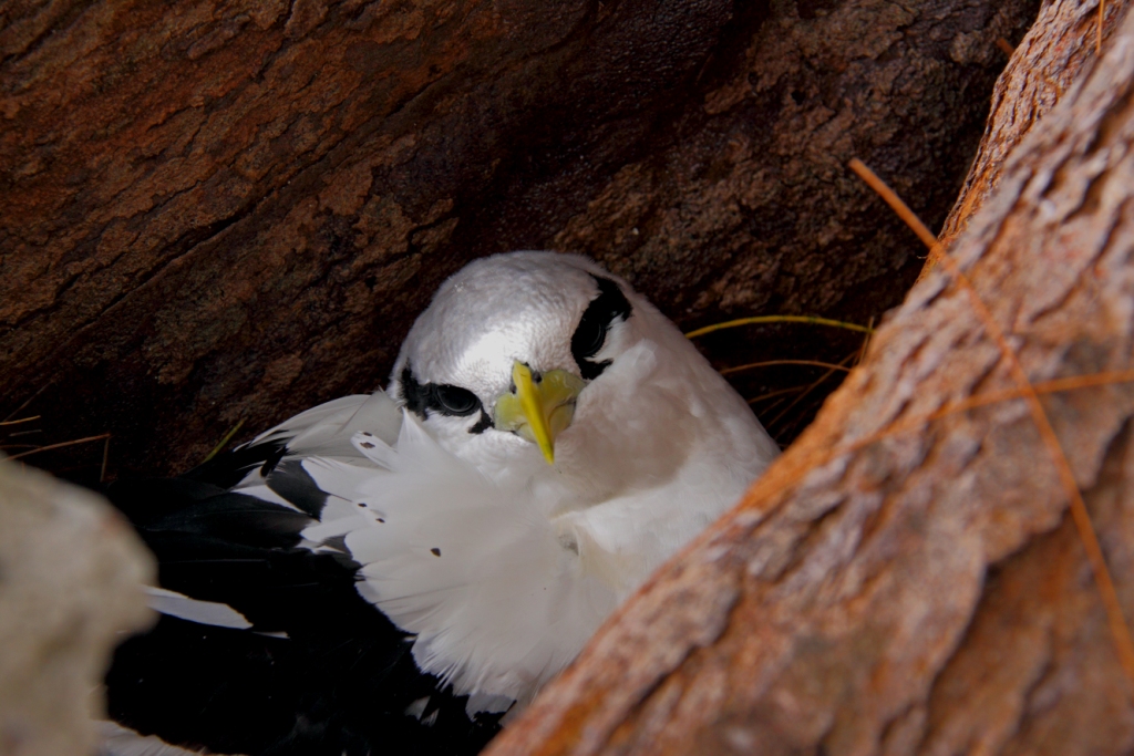 Seychelles bird