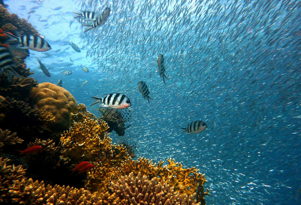 Seychelles underwater world